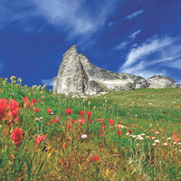 Greeting Cards - 5 Pack