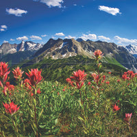 Greeting Cards 2 - 5 Pack