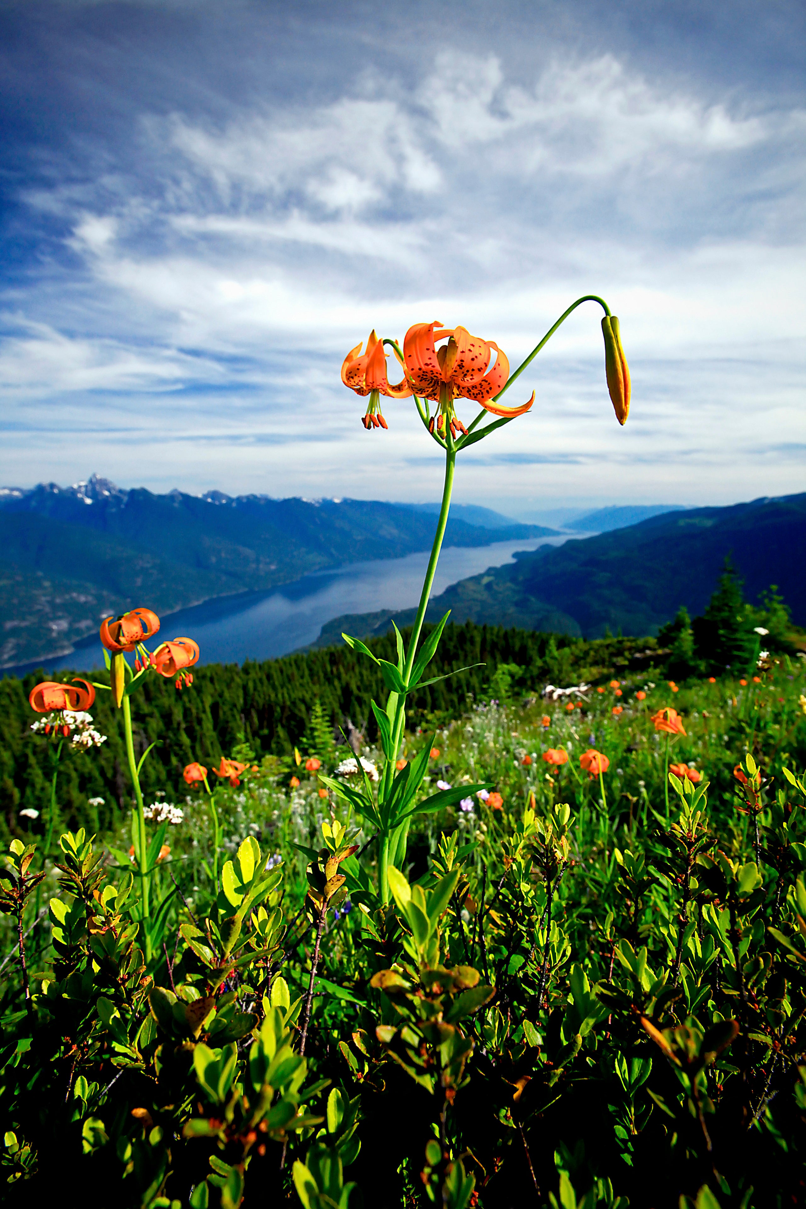 tiger lily bc Tiger Lily Over the Lake Fine Art Photo by Lucas Jmieff – Mountain Art Photo