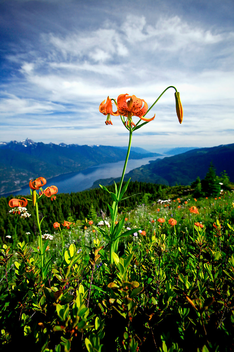 mountain tiger lily Tiger Lily Over the Lake Fine Art Photo by Lucas Jmieff – Mountain Art Photo