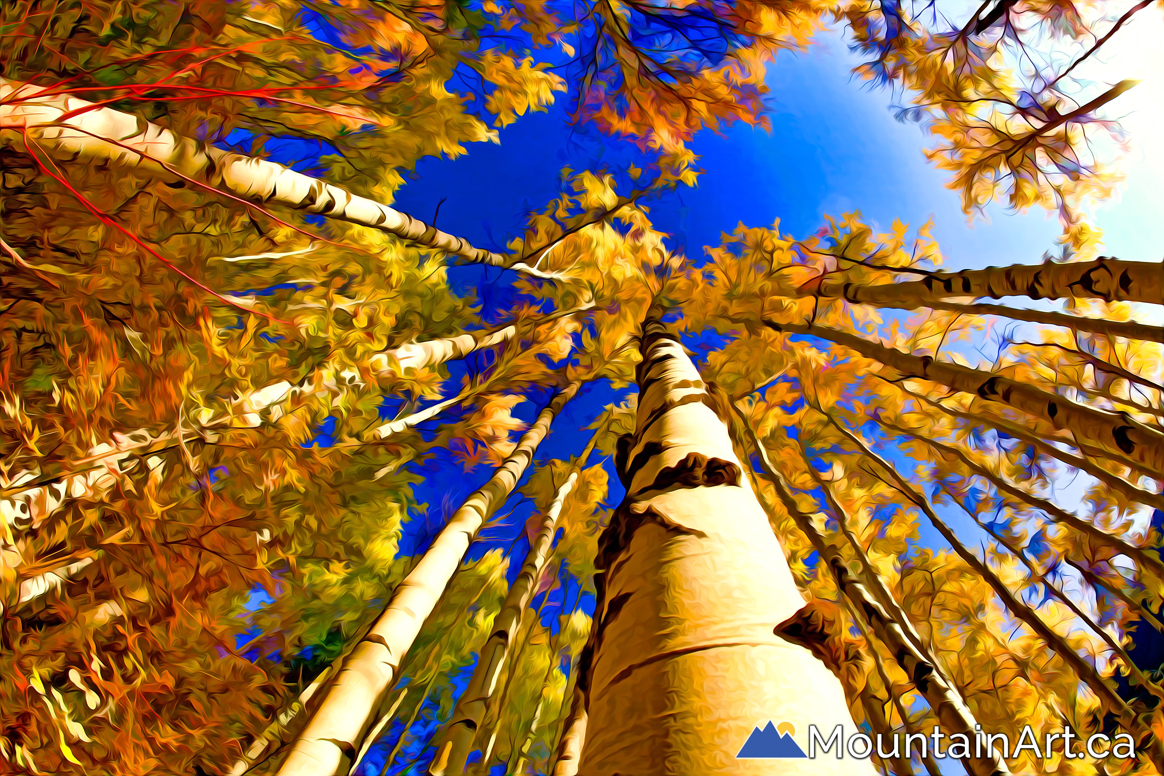Upwards view of Autumn Aspen trees painted photo by Lucas Jmieff