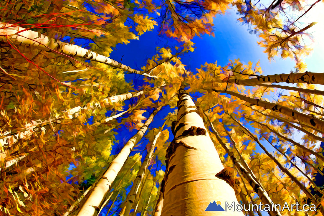 autumn aspen trees upwards view and blue sky painted photo