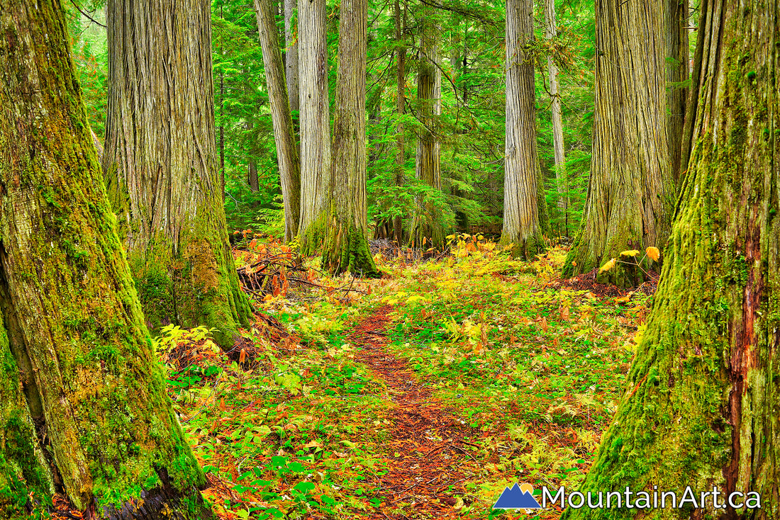 old growth cedar john fenger trail Lardeau river BC