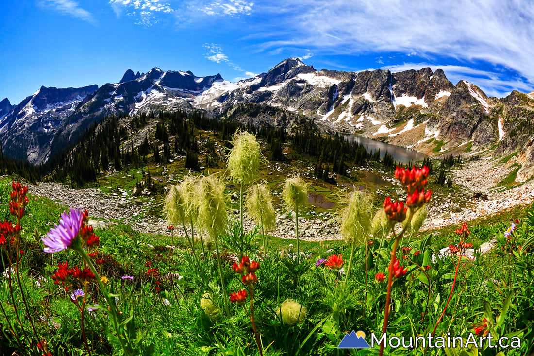 Valhalla Park wildflowers in front of Hird lakes, Slocan, BC.