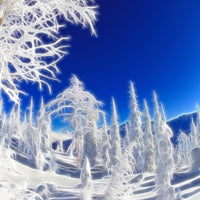 "Dayglow Snow Trees of Whitewater"