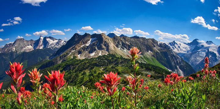 jumbo pass wildflowers glaciers purcell mountains bc