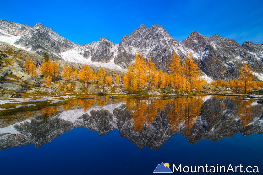 "Monica Meadows Tranquility"
