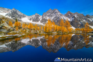 "Monica Meadows Tranquility"