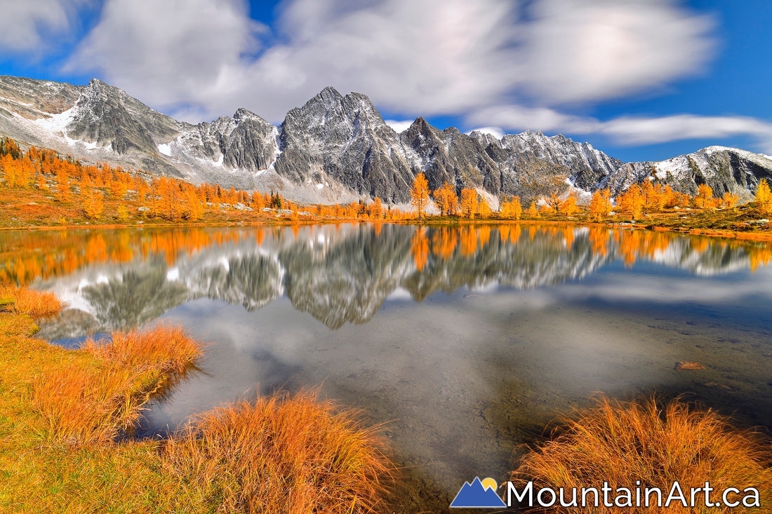 monica meadows autumn golden larch trees purcell mountains 