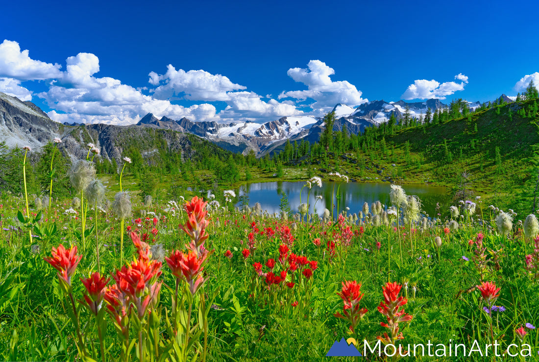monica meadows wildflowers and glaciers purcell mountains bc canada