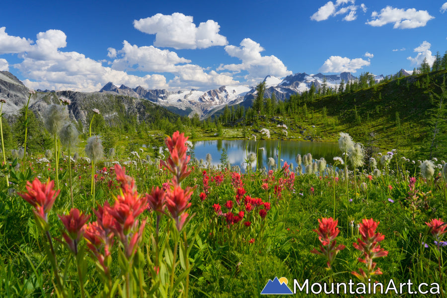 monica meadows wildflowers and glaciers purcell mountains bc canada