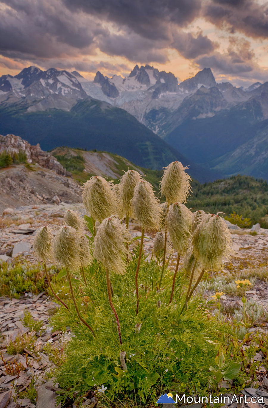 western anemone wildflowers in front of bugaboo park spires bc canada