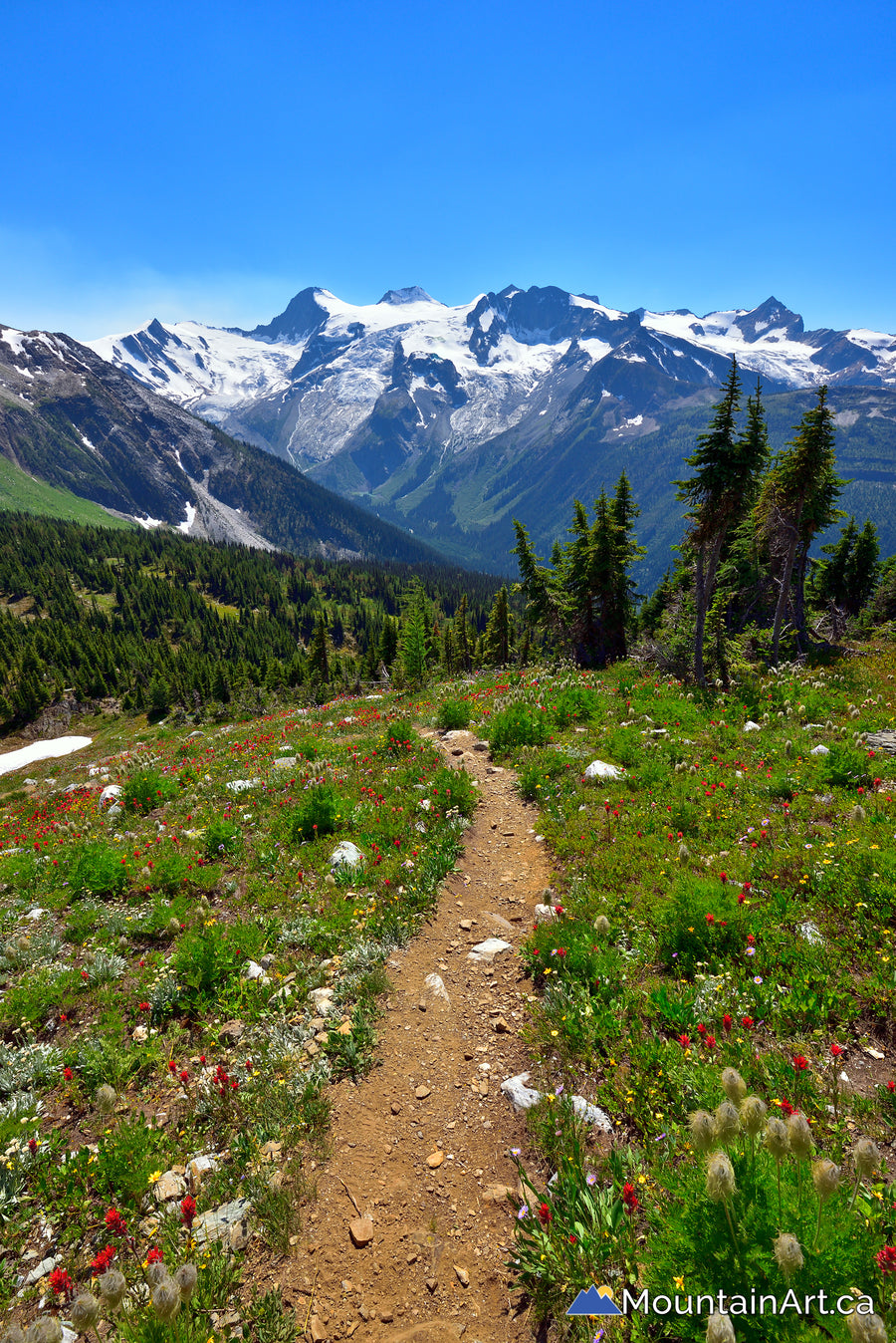 Jumbo Pass trail with wildflowers in the Purcell Mountains, BC.