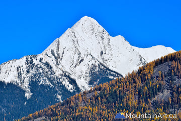 Snowy Mt Loki and Autumn larch trees, Purcell mountains, BC