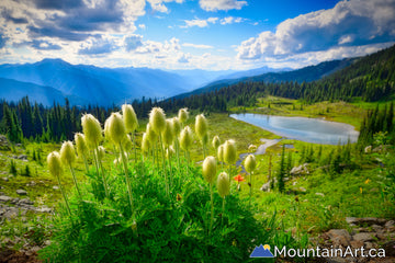 silvercup ridge wildflowers selkirk trout lake bc