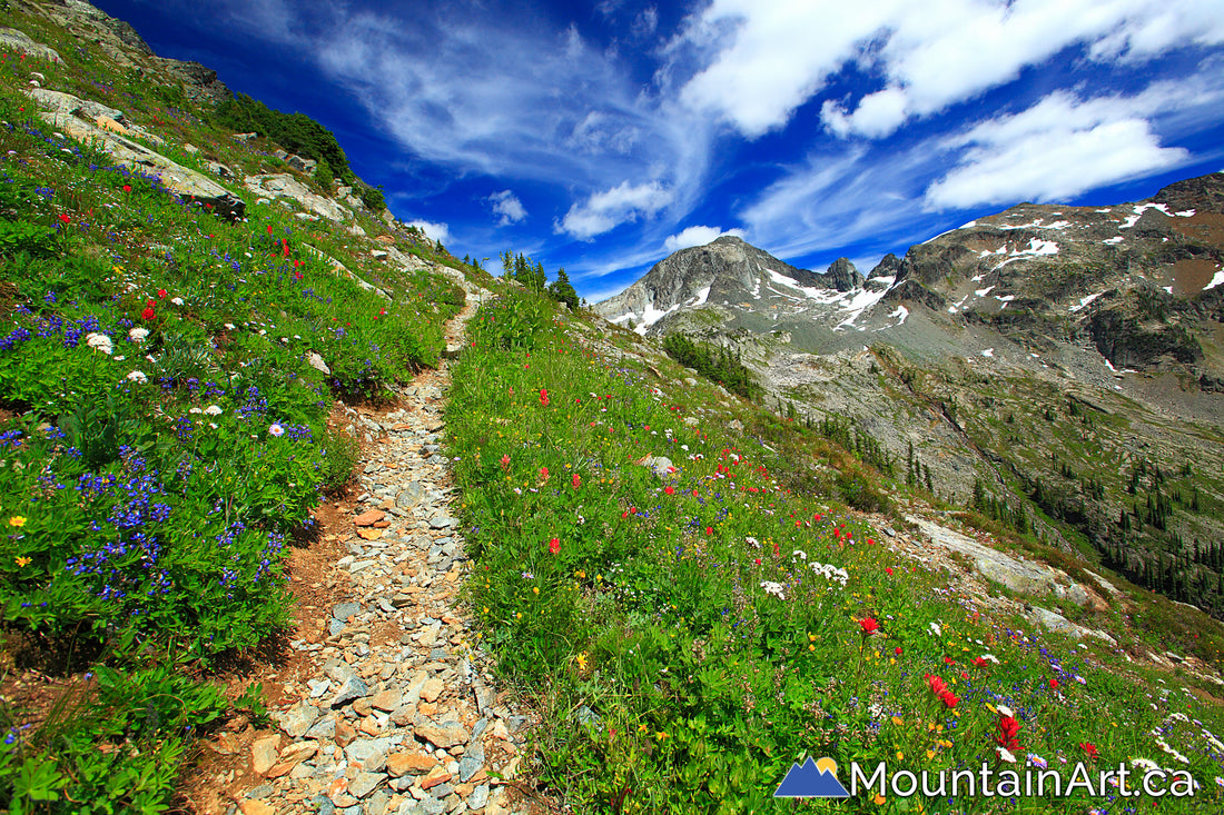 Alps Alturas hiking trail with wildflowers in the West Kootenay