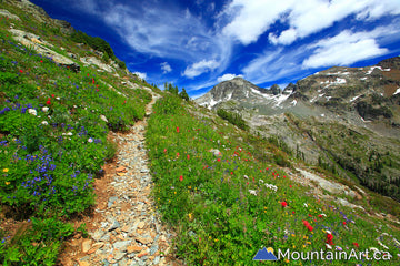 Alps Alturas hiking trail with wildflowers in the West Kootenay
