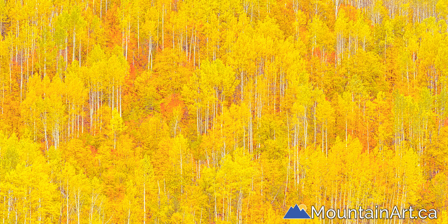 aspen trees forest autumn fall panorama