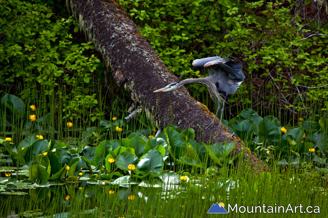 blue heron spreading wings in lush wetland with lily pads