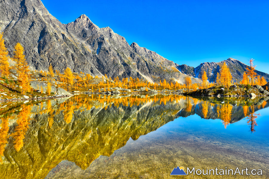 Golden larch tree reflections in an alpine lake, Purcell Mountains, BC, HDR photo
