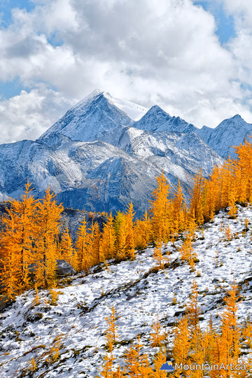 golden larch trees and snow purcell mountains bc canada
