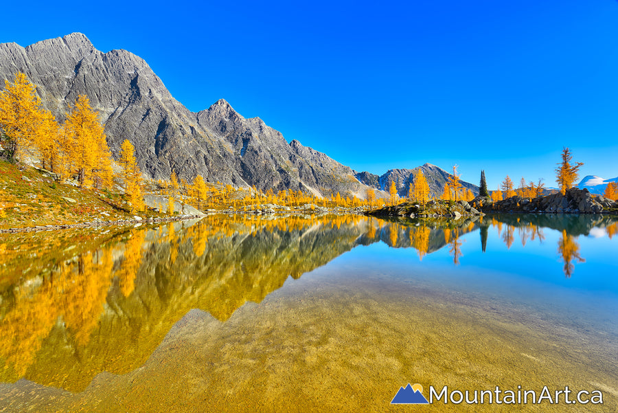 golden larch reflections alpine lake, monica meadows, purcell mountains, bc