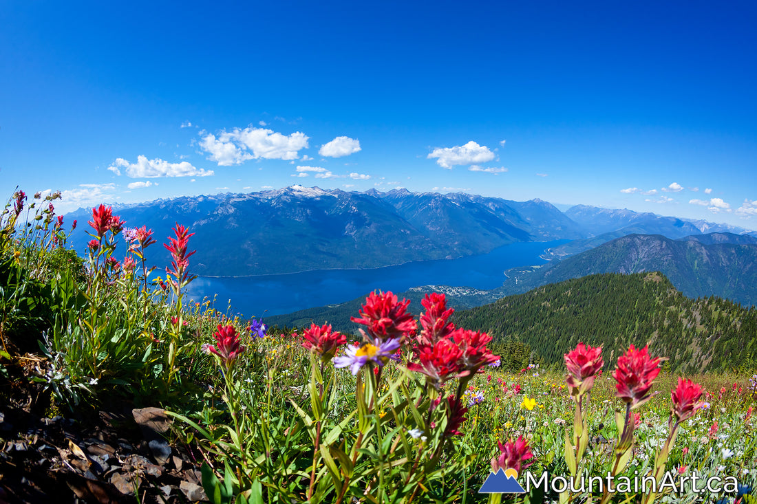 Idaho Peak wildflowers over Slocan Lake and the Valhallas, BC.