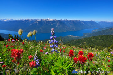 Idaho Peak wildflowers overlooking Slocan Lake and Valhalla park glacier
