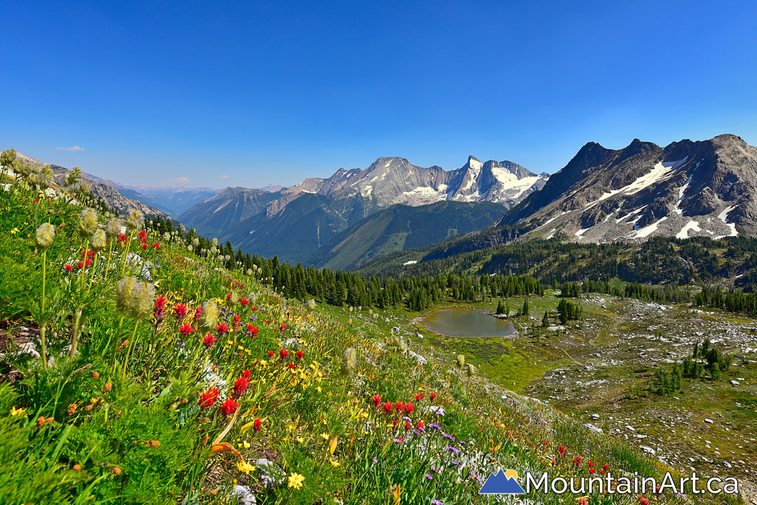 wildflowers on jumbo pass in the purcell mountains bc