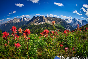 jumbo pass wildflowers purcell mountains bc