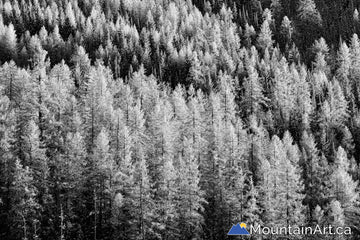 frosty stand larch trees on kootenay pass in early winter bc