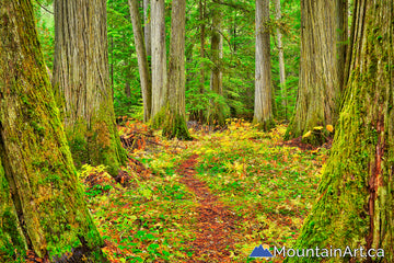 old growth cedar john fenger trail Lardeau river BC