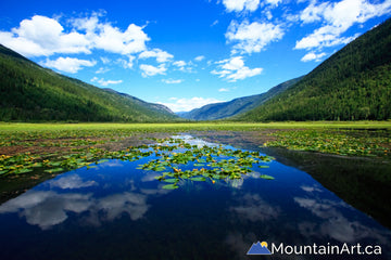 little slocan lake lily pads camping paddle board canoe valhalla park