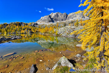 Golden larch trees, alpine lake in Monica Meadows, Purcell Mountains, BC