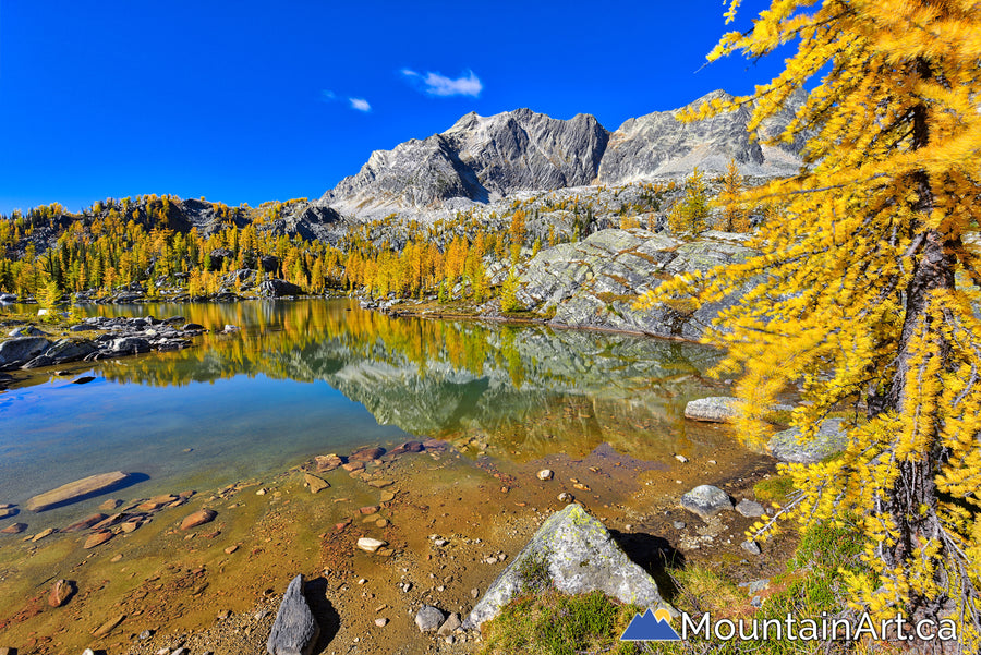 Golden larch trees, alpine lake in Monica Meadows, Purcell Mountains, BC