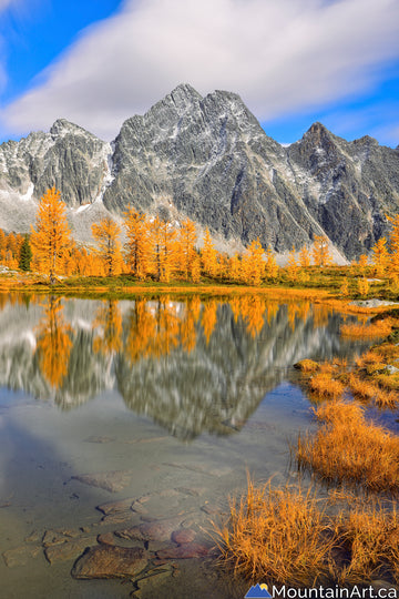 golden larch trees monica meadows purcell