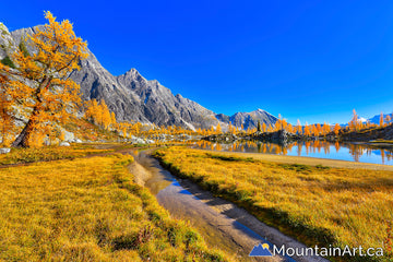 golden larch trees lakes monica meadows purcell mountains bc