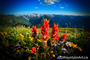 mt reco wildflowers retallack bc