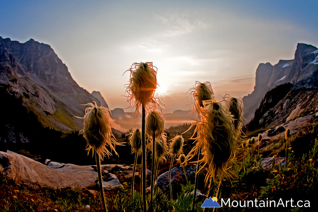 Mulvey basin wildflowers in Valhalla Park, BC at sunrise.