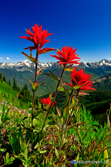 Paintbrush wildflowers on idaho peak with Mt Brennan, Silverton, BC.