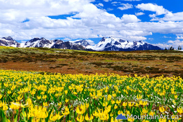 Alpine Glacier Lillies near the Four Squatters Glacier, Purcell Mountains.