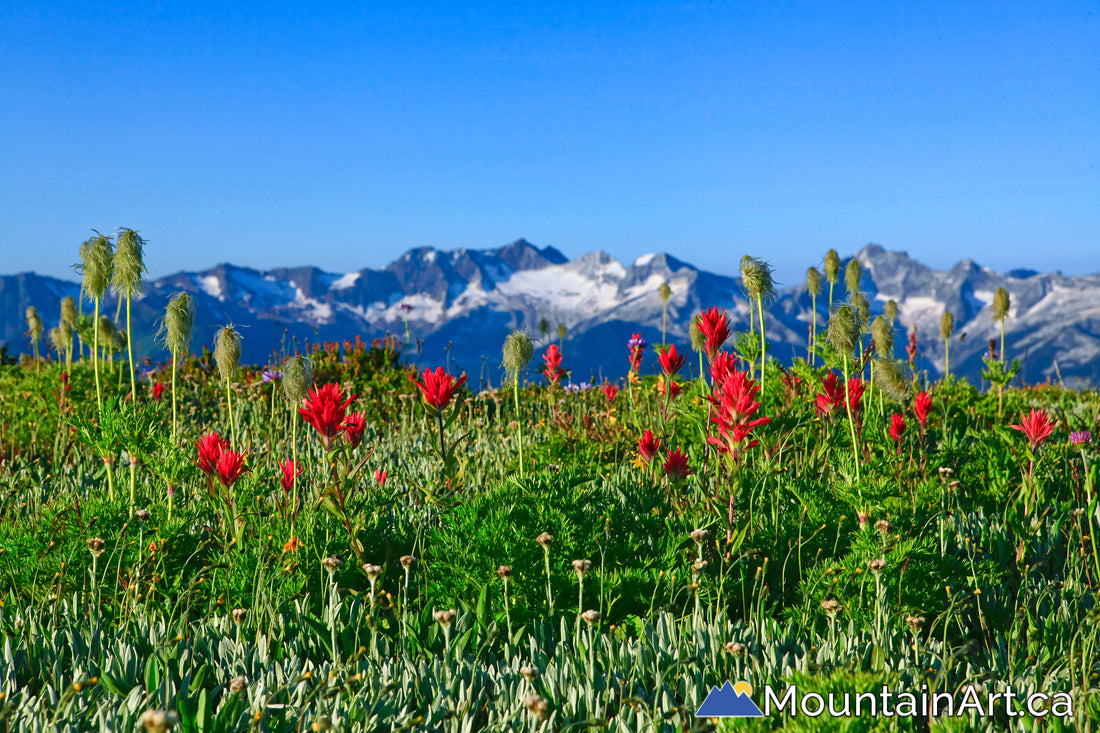 Wildflowers of the Selkirk mountains with glaciers, Silvercup Ridge, BC.
