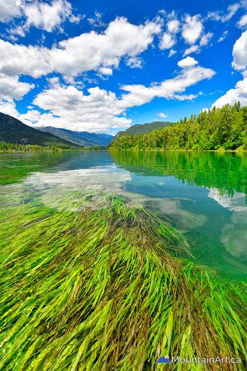 slocan river paddle board over grass spring time