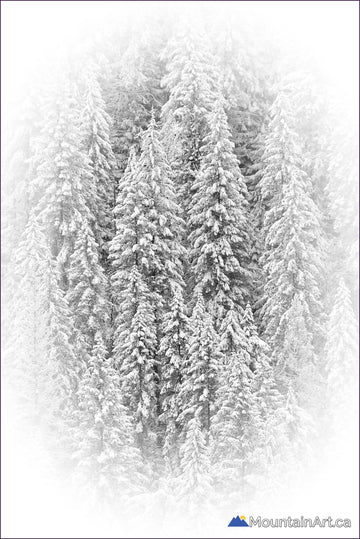 snow covered evergreen trees kootenay pass bc