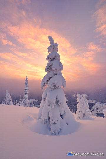 snowghost tree sunset alpenglow winter kaslo bc