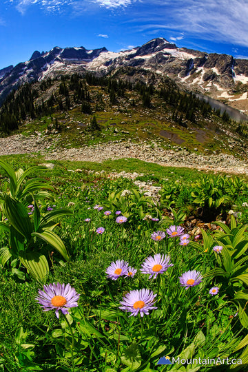 valhalla park bc hird lakes aster flowers devil's range