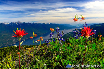 Wildflowers over Kootenay Lake on Mt Buchanan, Kaslo, BC, Canada